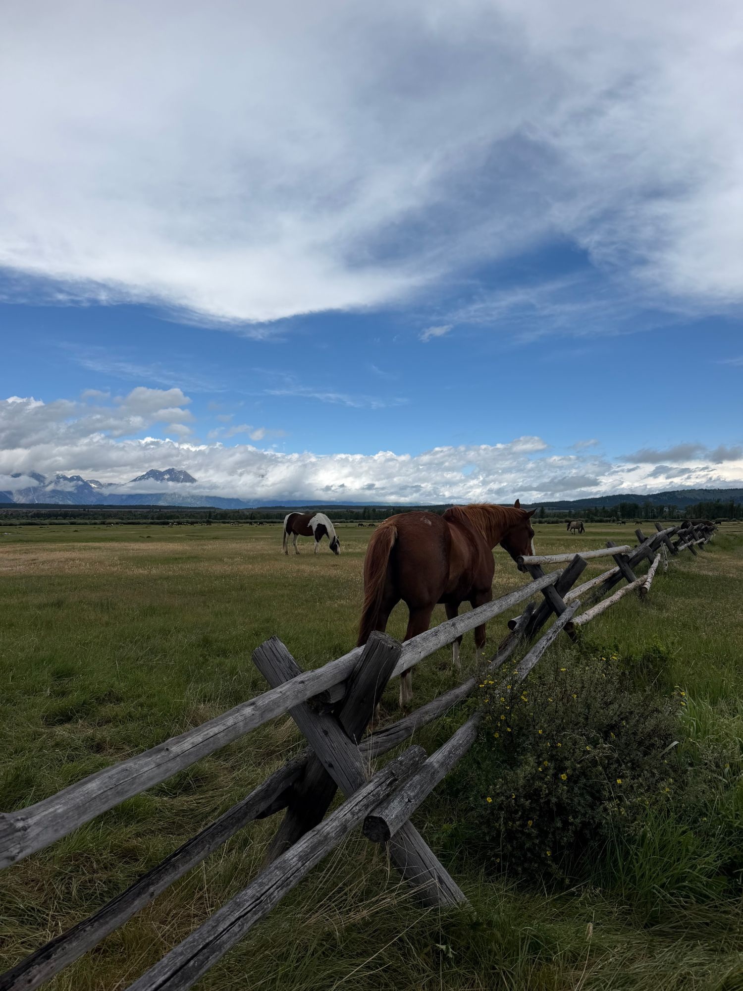 A wooden split-rail fence in a grassy pasture with a chestnut horse grazing nearby and mountains partly obscured by clouds in the distance.