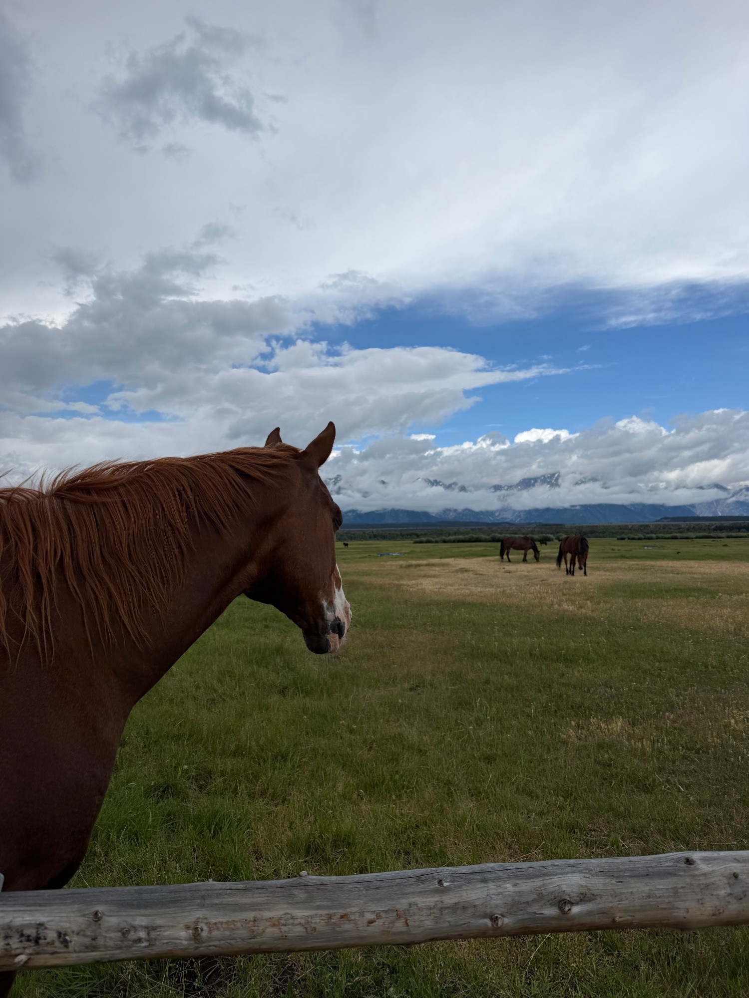 A close-up of a chestnut horse's head and neck in profile, with other horses grazing in a field behind it.